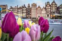 Colourful tulips in the foreground with traditional Amsterdam canal houses blurred in the background, showcasing the charm of the Netherlands during springtime.