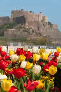 Bright red, yellow and white tulips in the foreground with Mont Orgueil Castle in the background, showcasing the beauty and heritage of Jersey in springtime.