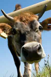 Close-up of a Jersey cow in a sunny field, showcasing the breed’s distinctive features and connection to Jersey’s heritage and agriculture.