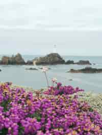 View of a picturesque lighthouse on a rocky island, framed by vibrant purple flowers in the foreground, showcasing the natural beauty and charm of coastal landscapes.