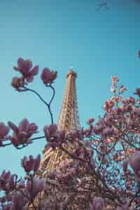 Vue de la Tour Eiffel encadrée par des fleurs de magnolia en pleine floraison sous un ciel bleu clair, mettant en valeur Paris au printemps.